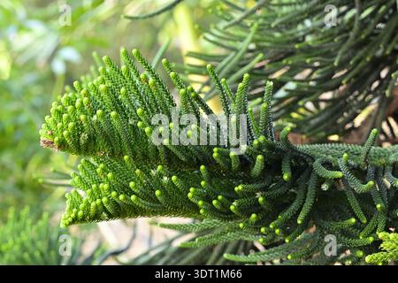 Kiefer von Norfolk Island (Araucaria heterophylla), Nadelbäume, botanischer Garten von Palmetum auf den Kanarischen Inseln Santa Cruz de Teneriffa. Stockfoto