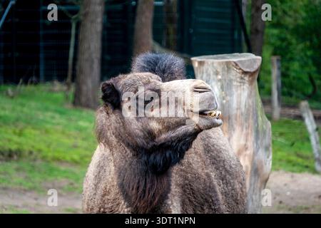 Nahaufnahme eines Kamels in einem Zoo mit ausdrucksstarkem Gesicht und Textur Stockfoto