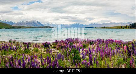 Malerischer Blick auf den Lake Tekapo in Neuseeland mit leuchtenden violetten und rosa Lupinen, die entlang der Küste blühen. Stockfoto