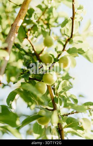 Mirabellen-Pflaumen hängen an Baumzweig in Golden Sunligh Stockfoto