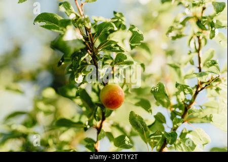 Einzelne Mirabelle Pflaume hängt auf Pflaumenbaum mit grünen Blättern und Bokeh Stockfoto