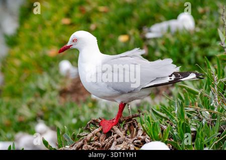 Eine Rotschnabelmöwe steht auf einem Nest aus Gras und Zweigen, typisch für neuseeländische Küstengebiete. Stockfoto