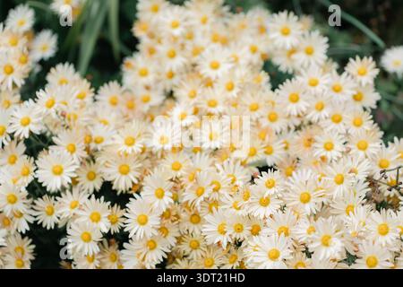 Ansammlung weißer Gänseblümchen mit gelben Zentren im Garten Stockfoto