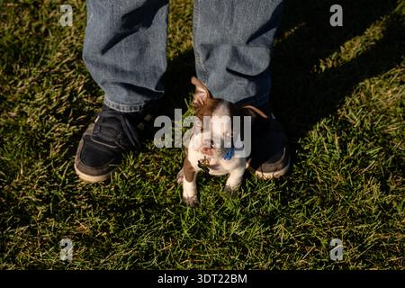 Leberweißer Welpe, der auf den Schuhen des Besitzers sitzt Stockfoto