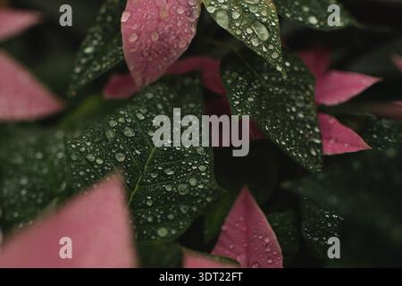 Taubedeckte Weihnachtsstern bei regnerischem Wetter Stockfoto