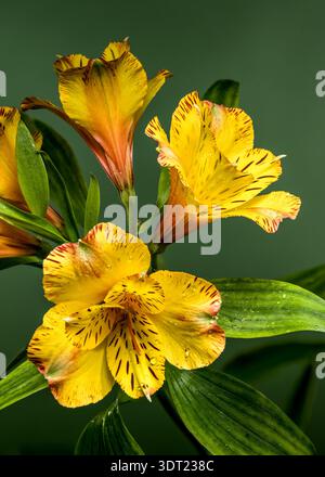 Gelbe Alstroemeria Lilienblüten mit Tau auf natürlichem grünem Hintergrund Stockfoto