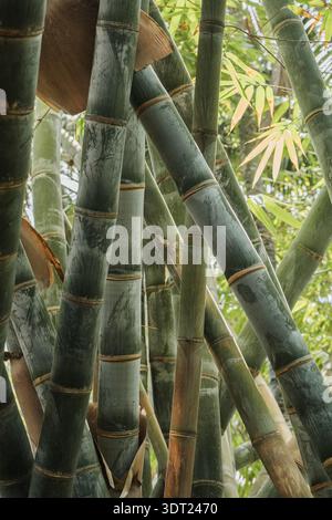Eine Nahaufnahme von dichten Bambusstämmen in einem lebhaften, üppigen Wald. Die hoch aufragenden grünen Stiele zeigen Textur und Höhe, umgeben von hellgrünen Blättern f Stockfoto