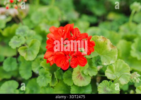 Eine atemberaubende rote Geranienblüte in voller Blüte hebt sich vor einem üppigen Hintergrund aus grünen Blättern hervor. Die lebendigen Farben und die natürliche Umgebung sorgen für eine neue Note Stockfoto