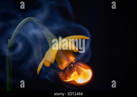 Ein faszinierendes Bild fängt eine gelbe Blume ein, die vor dunklem Hintergrund in Flammen verschlungen ist, und symbolisiert Transformation, Vergänglichkeit und Fragilität Stockfoto