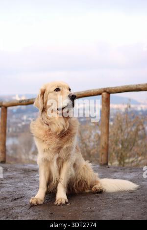 Golden Retriever sitzt auf einem Aussichtspunkt. Hinter ihm ist ein Blick auf Prag. Er ist nett Stockfoto