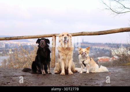 Eine Packung mit 3 Hunden sitzt an einem Aussichtspunkt in Prag. Es ist ein goldener Retriever und zwei Kreuzungen mit Maultieren. Stockfoto