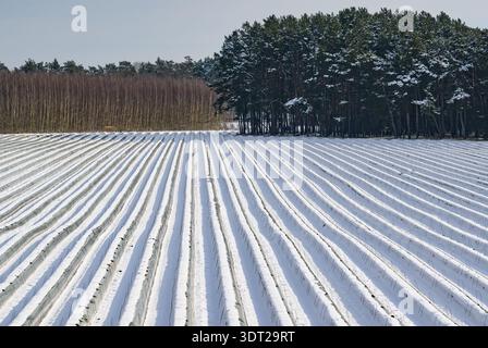 Luckenwalde, Deutschland. Februar 2026. Die Spargelreihen auf den Feldern bei Luckenwalde sind noch immer mit einer Schneedecke bedeckt, die die typischen Dämme wie weiße Linien über die Landschaft zieht. Die winterliche Ruhe dürfte jedoch nicht länger anhalten: Der Deutsche Wetterdienst erwartet am Wochenende deutlich mildere Temperaturen. Mit dem angekündigten Wetterwechsel rückt der Frühling spürbar näher. Quelle: Patrick Pleul/dpa/Alamy Live News Stockfoto