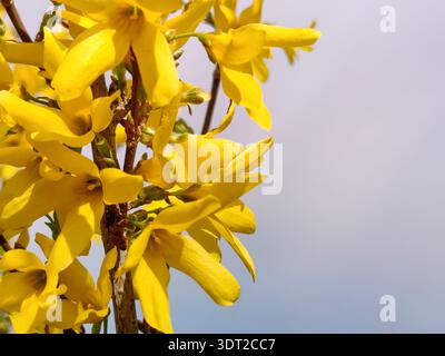 Blühender Sträucher von Forsythia mit hellgelben Blüten vor bewölktem Himmel am Frühlingstag. Nahaufnahme. Kopierbereich. Stockfoto