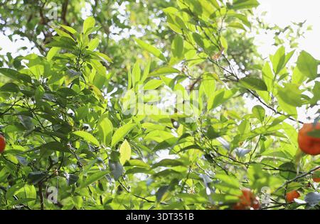 Reife Orangen wachsen auf Zitruszweigen mit grünen Blättern im Sonnenlicht Stockfoto