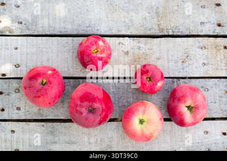 Mehrere reife rote Äpfel liegen auf hellen Holzplanken. Bio-Obst, gesunder Snack, Sommerernte Stockfoto