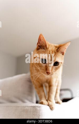 Nahaufnahme einer orangen Tabbykatze, die drinnen auf einem Sofa steht und in sanftem Tageslicht nach unten blickt Stockfoto