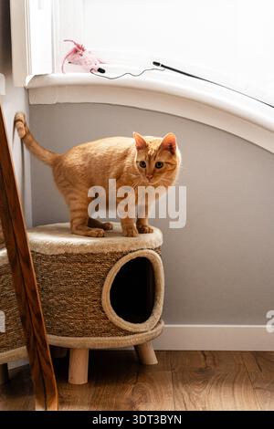 Orangefarbene Tabbykatze, die in einem Katzenhaus in der Nähe eines Fensters steht und in weichem natürlichem Licht nach vorne blickt Stockfoto
