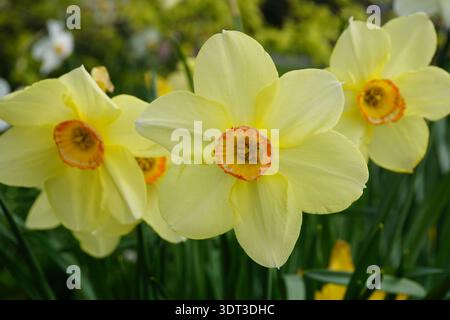 Frühlingsblumen in Blüte. Gelbe Narzisse im Garten Stockfoto