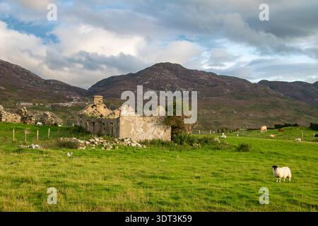 Ruinierte traditionelle Steinhütte auf einer grünen Weide mit weidenden Schafen und Bergkulisse im ländlichen County Donegal, Irland. Stockfoto