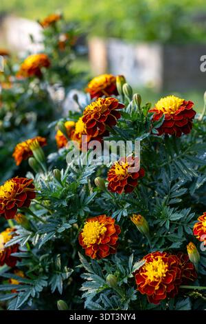 Ringelblumen blühen im Gartenbeet im öffentlichen Park im Sommer Stockfoto