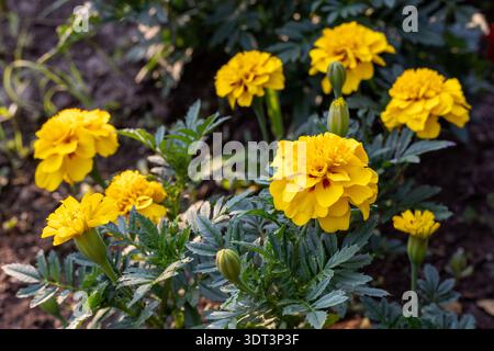 Hellgelbe Ringelblumen blühen im Sommergarten Stockfoto