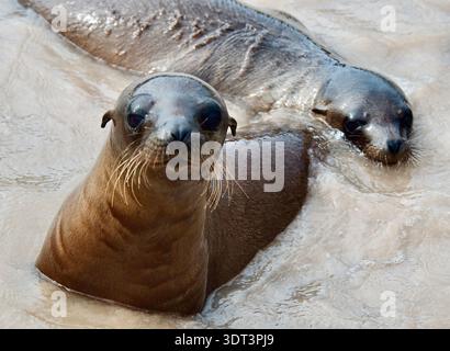 Gefährdete Galapagos-Pelzrobbe Arctocephalus galapagoensis Mutter und Jungtier schwimmen Südamerika Ecuador Galápagos-Inseln Nationalpark Stockfoto