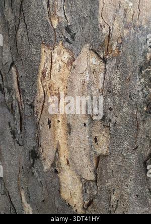 Trockene Holzrisse. Detaillierte Textur aus trockenem Holz mit Rissen Stockfoto