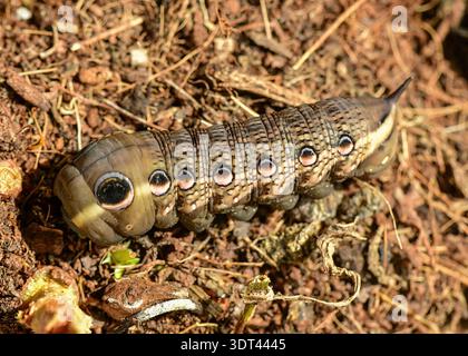 Tersa Sphinx Motte raupe auf Nahrungssuche. Stockfoto