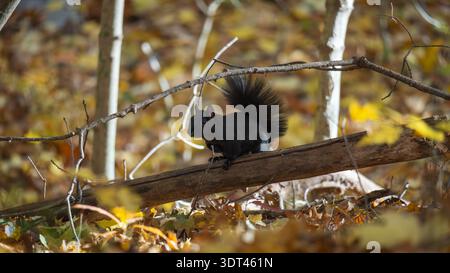 Schwarze Farbveränderung eines Eichhörnchens im Mittleren Westen im Herbst Stockfoto