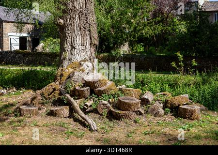 Cut Tree Logs im Peak District National Park in England Großbritannien Stockfoto