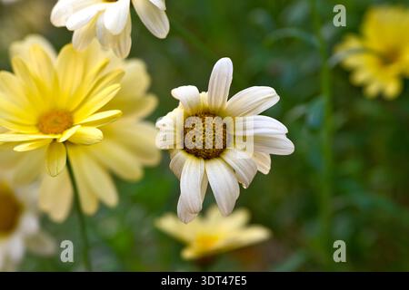 Gewöhnliche Blumen aus nächster Nähe Stockfoto