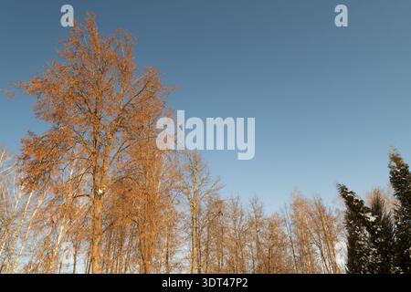 Einsame Amsel auf einem Ast vor hellem Winterhimmel, hohe Birkenstämme mit spärlich goldenen Blättern, leise minimalistische Komposition, die Kälte vermittelt Stockfoto