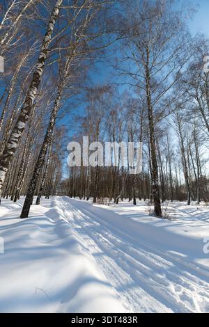 Gewundene Schneepfade durch Birkenwälder an kalten Wintertagen, sichtbare Pfade, die in den Wald führen, strukturierte Schneelinien, einladende Wanderwege für Outdoor-Abenteuer Stockfoto