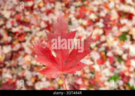 Einzelnes rotes Ahornblatt vor einem verschwommenen Hintergrund von Herbstlaub in Vancouver Kanada Stockfoto