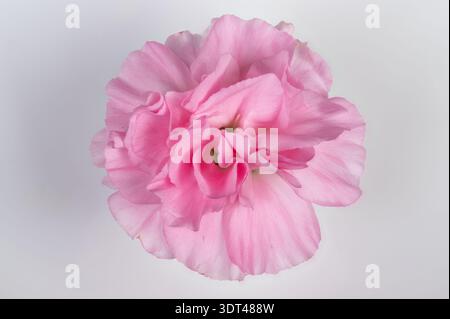 Zarte rosa Nelkenblüte aus nächster Nähe erfasst, zarte Rüschenblätter glitzern mit feinem Tau auf hellem neutralen Hintergrund, sanfte Richtungsbeleuchtung Stockfoto