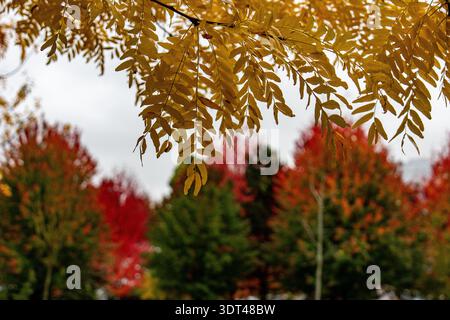 Gelbe Mischblätter eines Honigkautschuschbaumes mit roten Ahornbäumen im Hintergrund in Vancouver Kanada Stockfoto