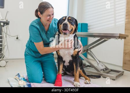 Die Tierärztin hilft verletztem Hund, indem sie seine Pfoten in einer hellen und sauberen Tierklinik reinigt und verband. Stockfoto