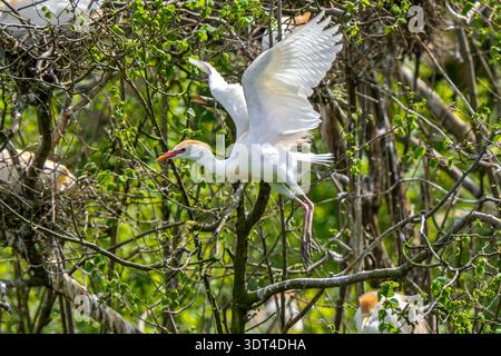Rinderreiher (Ardea ibis / Bubulcus ibis) im Sommer Gefieder / Zuchtgefieder, das vom Baum in der Kolonie mit Rinderreiher im Frühjahr, Spanien, abhebt Stockfoto