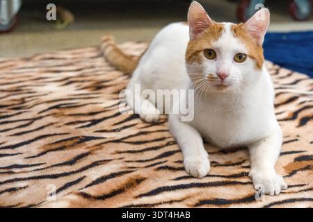 Eine horizontale Aufnahme einer weißen und Ingwerkatze, die auf einer blauen Decke liegt und aufmerksam ein farbenfrohes Spielzeug beobachtet. Der Hintergrund zeigt ein sauberes Tierheim Stockfoto