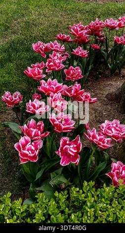 Rosa und weiße Doppeltulpen mit geschichteten, gerüschten Blütenblättern, die zwischen grünem Laub in einem gestalteten Frühlingsgarten blühen. Stockfoto