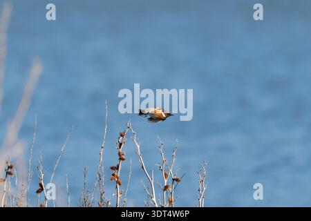 Männlicher europäischer Steinechat im Flug mit Negativraum, Beniarres, Spanien Stockfoto