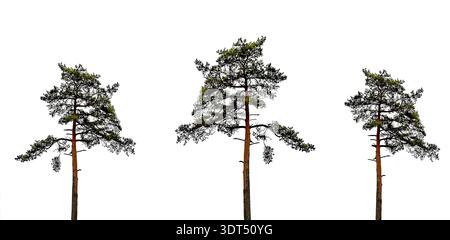 Eine große Kiefer ist isoliert auf einem weißen Hintergrund mit eleganten Ästen und hohen Stämmen in einer ruhigen monochromen Szene. Stockfoto
