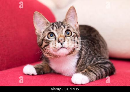 Tabby Kätzchen auf rotem Sofa neugierig breite Augen alarmieren Ohren weiße Pfoten weiches gestreiftes Fell verspielte Pose gemütliches Wohnzimmer hell Stockfoto
