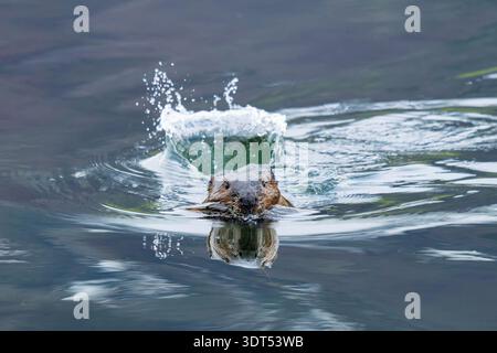 Beaver schlägt Schwanz auf dem Wasserweg in SüdzentralAlaska. Stockfoto