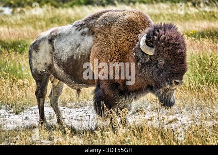 Ein wilder Bison zieht durch die grasbewachsene Landschaft des Yellowstone National Park in Wyoming. Das Tier streift frei und zeigt natürliches Verhalten. Stockfoto