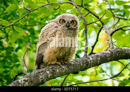 Die junge Großhorneule thront auf einem Baum in SüdzentralAlaska. Stockfoto