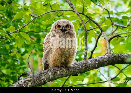Die junge Großhorneule thront auf einem Baum in SüdzentralAlaska. Stockfoto