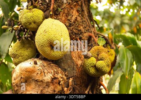 Einzigartige Regenwaldprodukte als spitze Jackfrucht, die direkt auf Baumstämmen in Australien, Queensland, wächst, für lehrreiche Materialien über australische Tropen Stockfoto