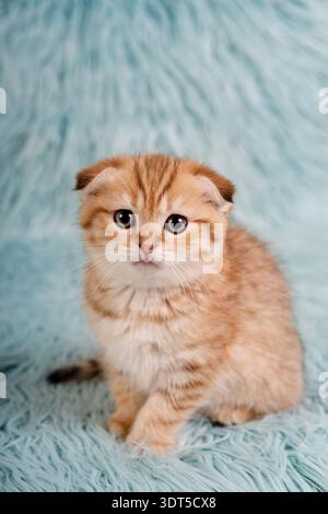 Porträt eines roten Tabby Scottish Fold Kätzchens auf blauem Hintergrund. Stockfoto