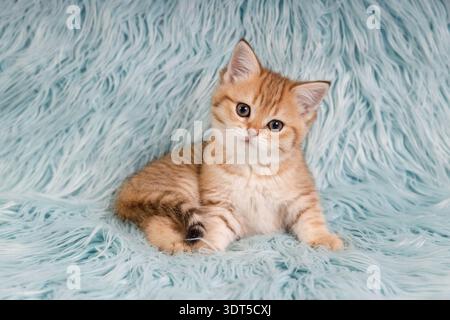 Niedliches goldenes britisches Kurzhaar-Kätzchen, das auf blauem flauschigem Hintergrund sitzt. Stockfoto